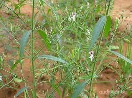 Andrographis panicultata fullplant1.jpg